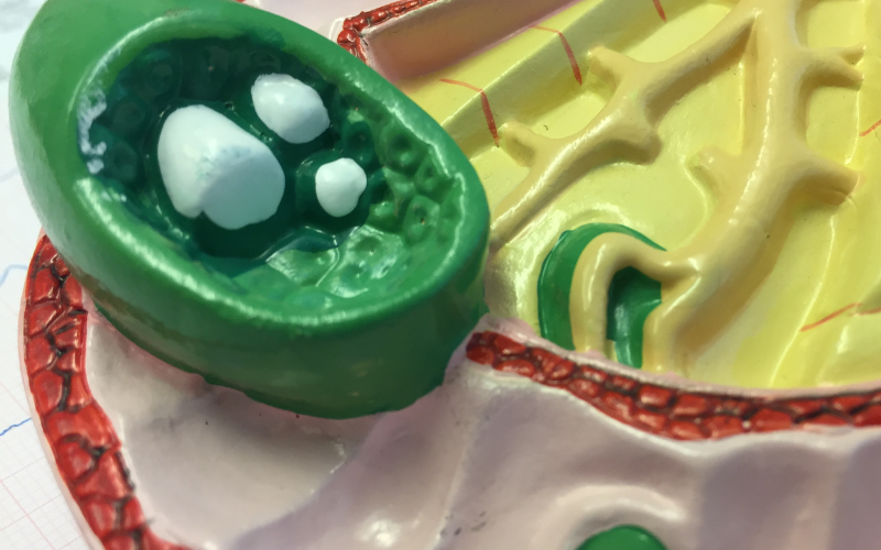 gall bladder surgery